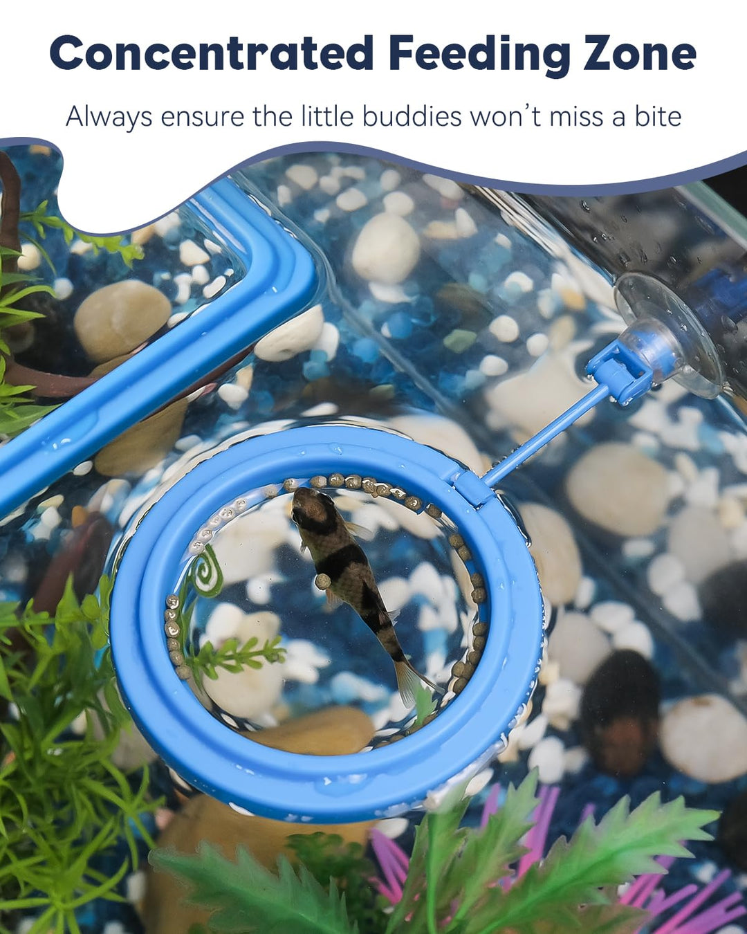 Pawfly 2 Pcs Fish Feeding Ring for Aquarium – Round and Square Floating Food Feeder with Suction Cup for Betta, Goldfish, Guppy, Turtle &amp; Small Fish