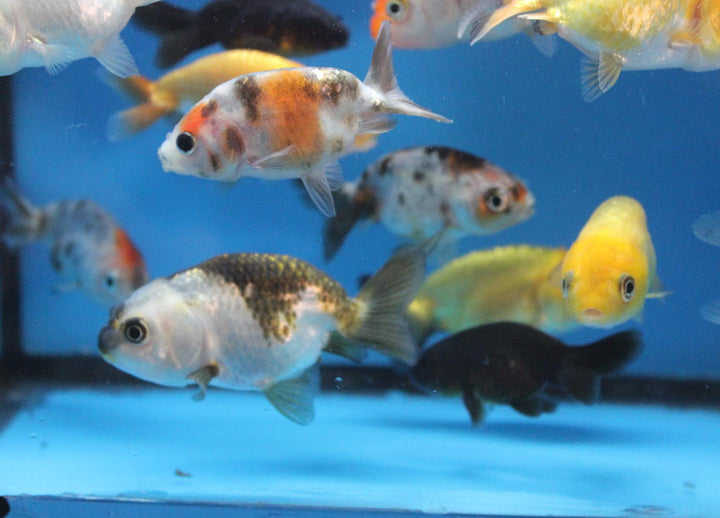 ranchu 5 Pack Live sm. Mixed Goldfish for Aquarium Fish Tank or Pond