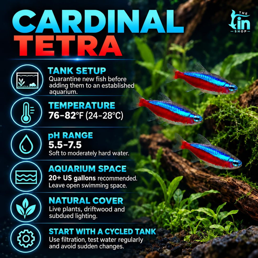Cardinal Tetra Live Freshwater Aquarium Fish | Pack of 5 (+2 Complimentary)