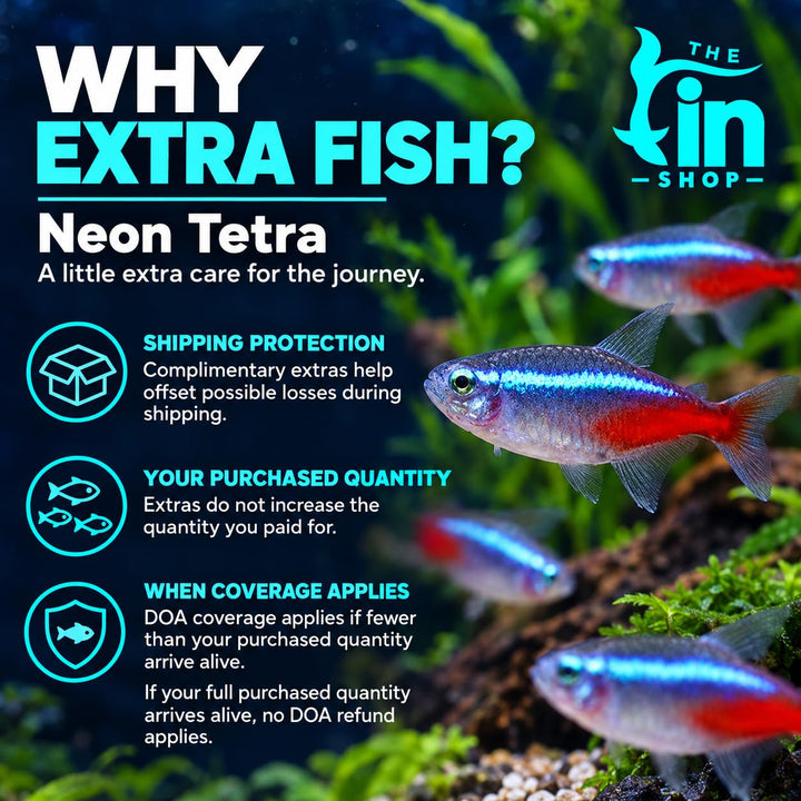 Neon Tetra Live Freshwater Aquarium Fish | Pack of 10 | + 4 Complimentary