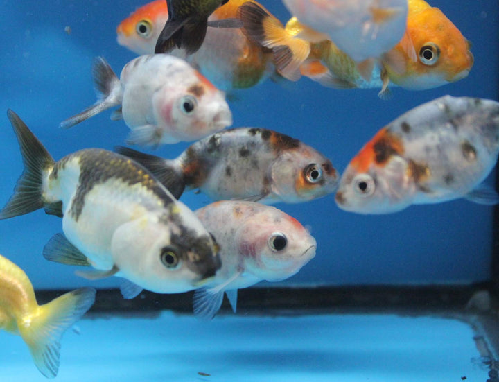 ranchu 5 Pack Live sm. Mixed Goldfish for Aquarium Fish Tank or Pond