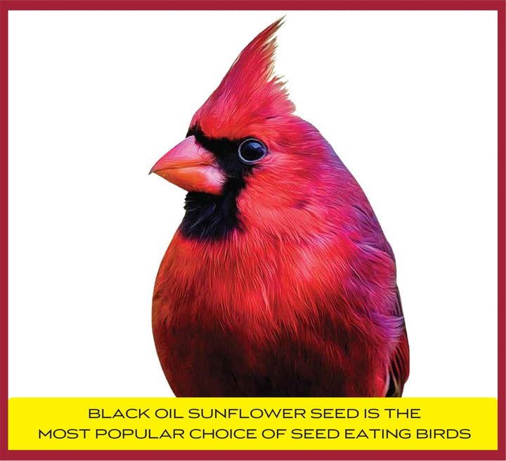 Pennington Select Black Oil Sunflower Seed 40lbs