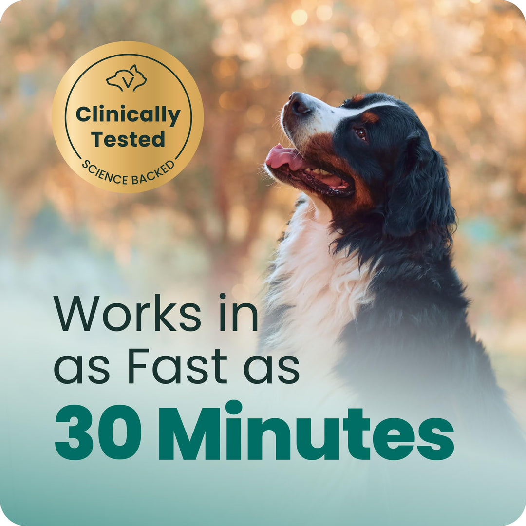 VetriScience Calm &amp; Confident Chews for Dogs, Chicken, 60 Count