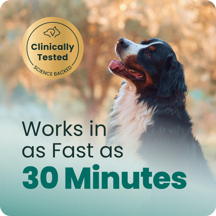 VetriScience Calm &amp; Confident Chews for Dogs, Chicken, 60 Count
