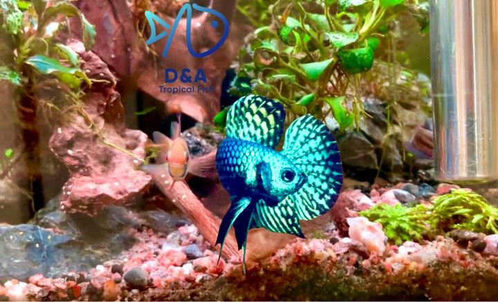 D&amp;A Tropical Live Fish-1 Male Wild Betta Alien Live Fish- Live Betta Fish for Pond, Fish Tank or Aquarium, Live Fish Freshwater (Green Moscow)