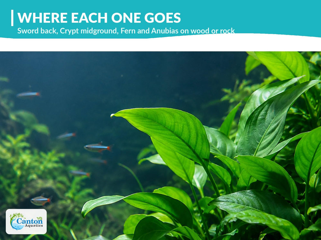 Live Aquarium Plants Bundle 4 Pack - Amazon Sword, Cryptocoryne &amp; 2 Java Fern - Easy Beginner Freshwater Plants for Betta &amp; Shrimp Tanks, No CO2 Needed