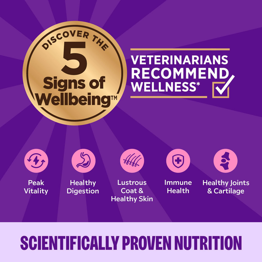 Wellness Complete Health Pate Adult Wet Cat Food, Natural, Protein-Rich, Grain Free, 5.5 Ounce, 12 Pack, (Turkey &amp; Salmon)