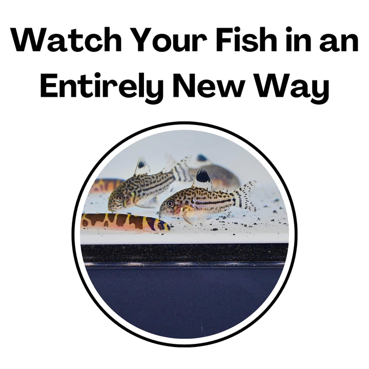 Aquarium Underground Tunnel Cave Natural Curve | Viewing Fish &amp; Shrimp Under Gravel Tunnel | Fish Tank Decor Decoration Hideout Perfect for Corydora Catfish, Kuhli Loach, Clown Loach, Pleco (White)