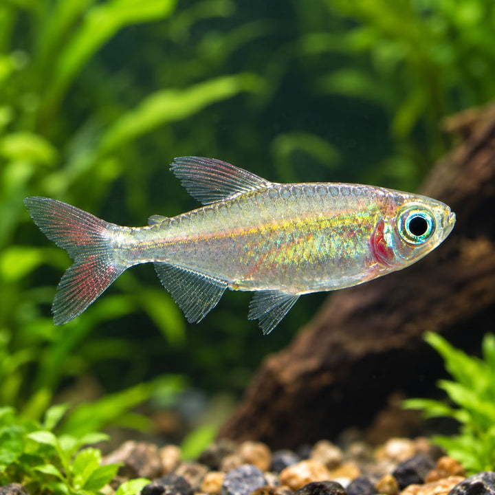 Congo Tetra Juveniles (Pack of 4) - Exotic Freshwater Fish for Aquarium