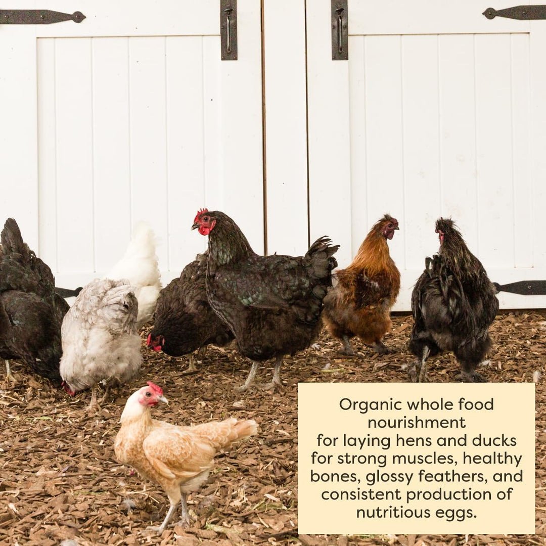 Scratch and Peck Feeds | Layer Mash for Chickens &amp; Ducks | 25 lb Bag