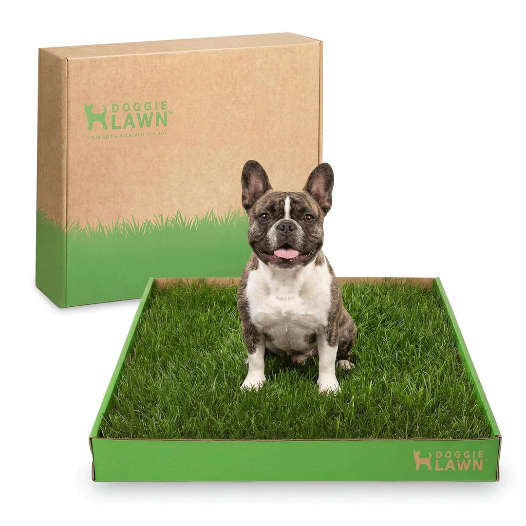 DoggieLawn Real Grass Dog Pee Pads - Medium Dog Potty Pad 24x20