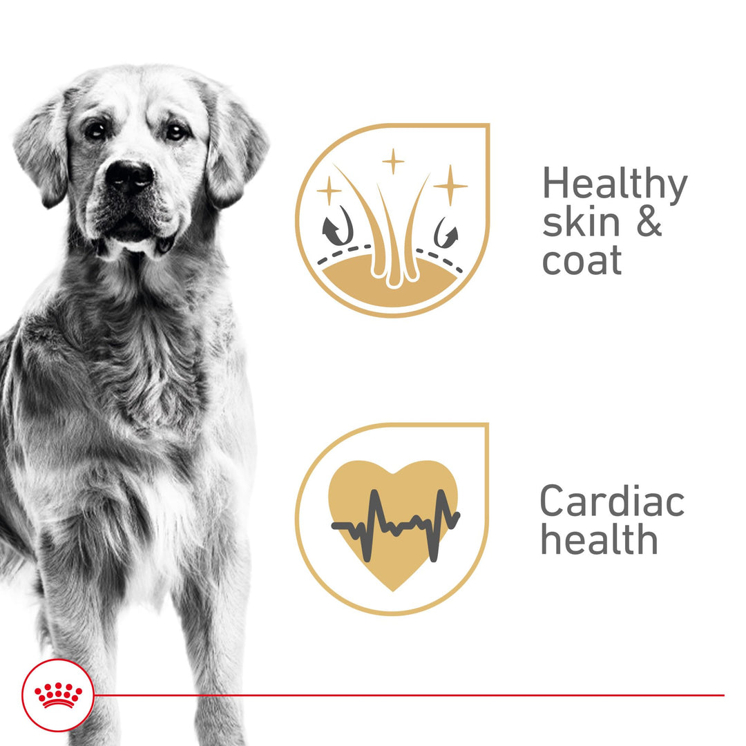 ROYAL CANIN Golden Retriever Adult Wet Dog Food, 13.5 oz, 12-Pack