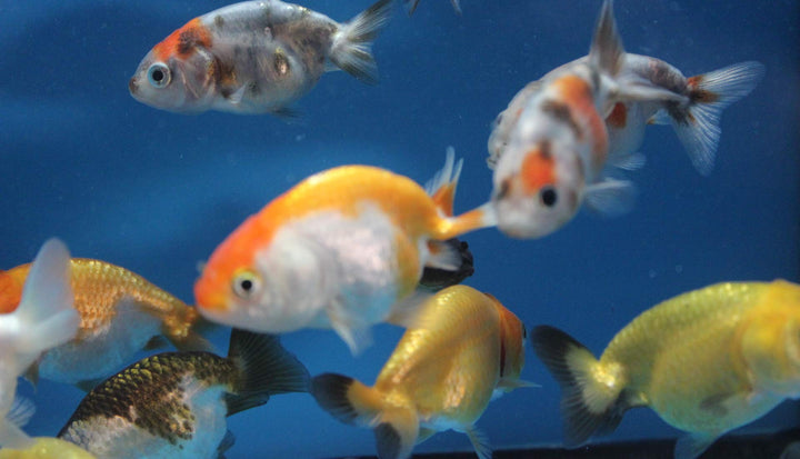 ranchu 5 Pack Live sm. Mixed Goldfish for Aquarium Fish Tank or Pond