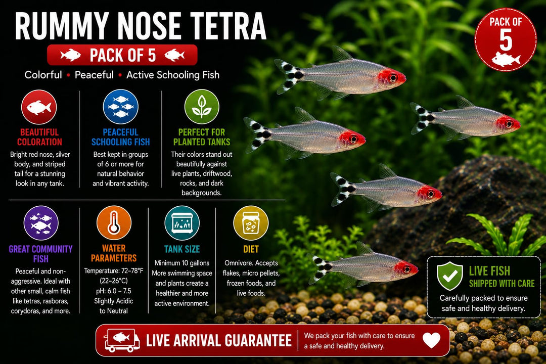 Rummy Nose Tetra Live Fish Pack - Peaceful Freshwater Schooling Fish for Planted Tanks, Community Aquariums &amp; Aquascapes