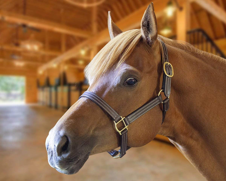 Derby Originals Triple-Stitched Leather Horse Halter – Premium Double-Layer Design with Brass Hardware – No Throat Snap for Safety, Classic Track Style – One-Year Warranty