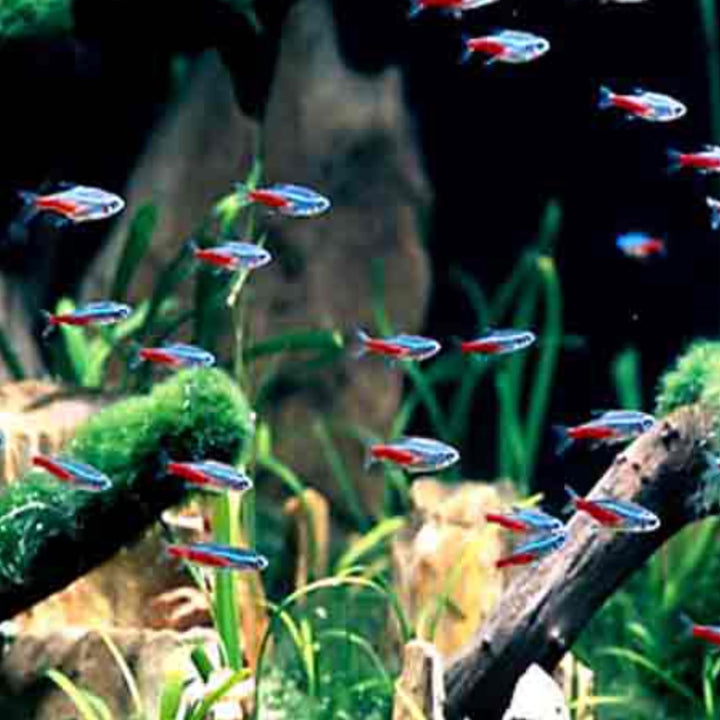 Swimming Creatures™ 15 Florida-Raised Neon Tetra (Paracheirodon innesi) Freshwater Aquarium Fish Live (Approx. Size 1.5-2 cm) (15)