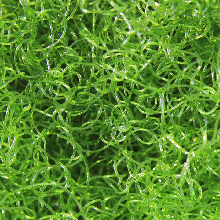 Saltwater Aquarium Macro Algae - 4 Pack Bundle (Hayi, Ogo, Chaeto, Dragons Breath)