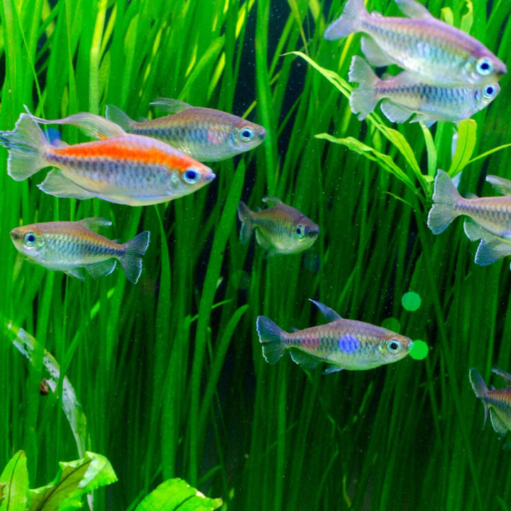 Congo Tetra Juveniles (Pack of 4) - Exotic Freshwater Fish for Aquarium