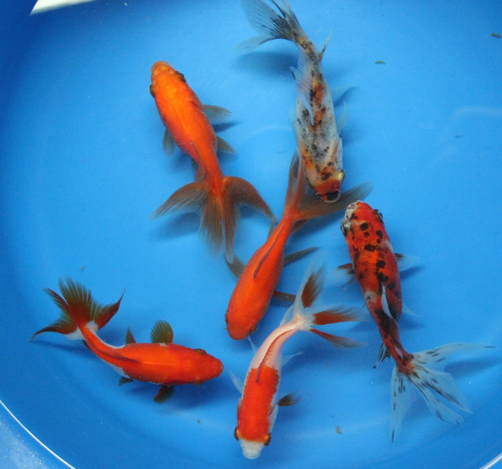 3-4 inch 6 Pack Mixed Live Calico, Red Fantail Goldfish for Aquarium Fish Tank or koi Pond