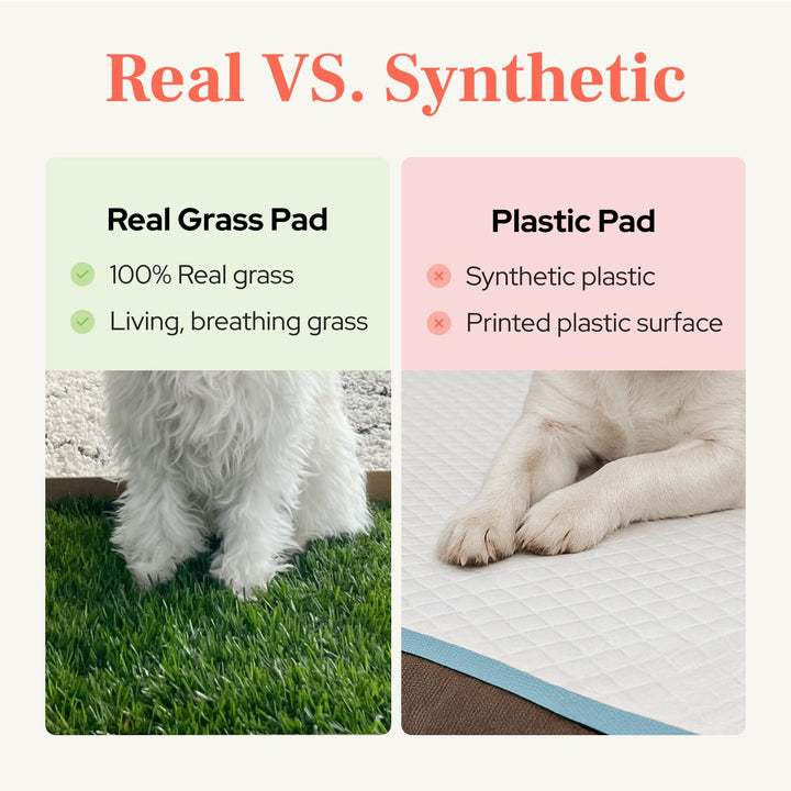 DoggieLawn Real Grass Puppy Pads, Indoor Potty for Apartments, Standard 24x16
