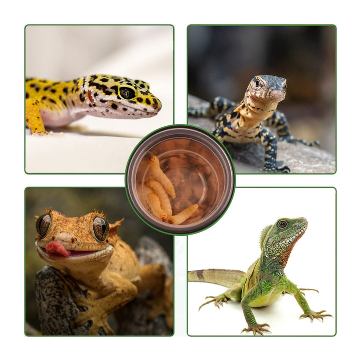 YOJOR 0.5oz Crested Gecko Food and Water Feeding Cups, Reptile Feeder Bowls, Plastic Replacement Food Dish for Lizard and Other Small Pet Ledge Accessories (100 pcs)