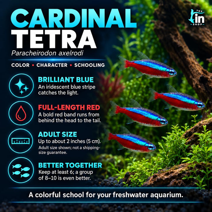 Cardinal Tetra Live Freshwater Aquarium Fish | Pack of 5 (+2 Complimentary)