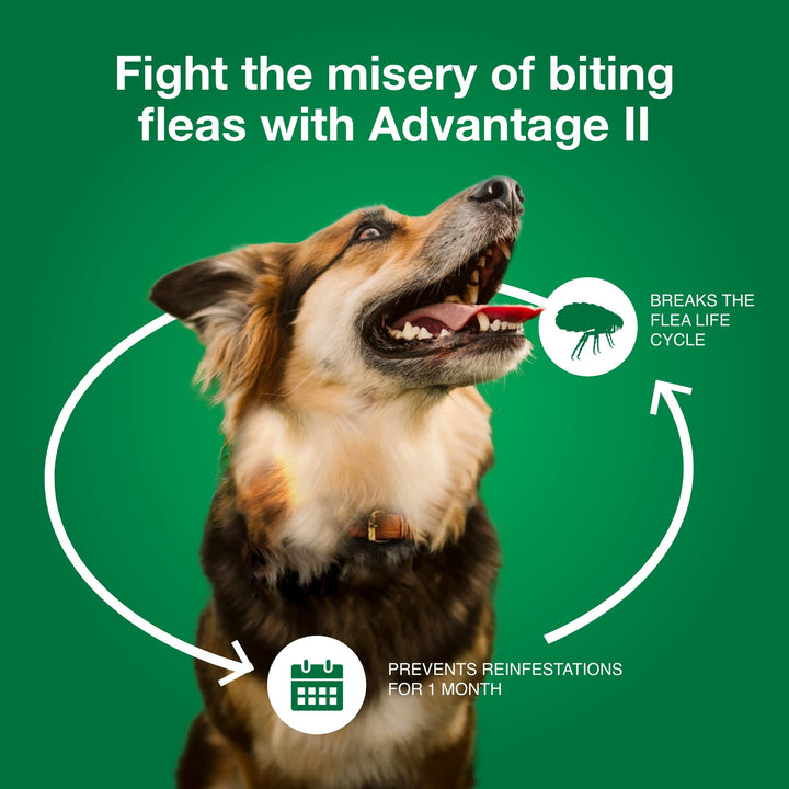 Advantage II Large Dog Topical Flea Treatment &amp; Prevention, 4ct