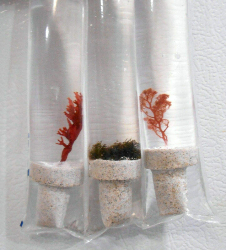 Live Saltwater Plant Red Gracilaria Hayi Red Bush Macro Algae Reef Refugium Coral Saltwater - 1 Inch Frag