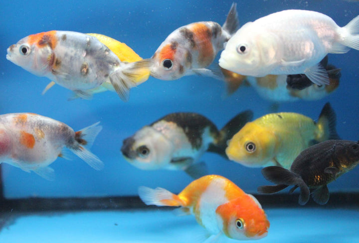 ranchu 5 Pack Live sm. Mixed Goldfish for Aquarium Fish Tank or Pond