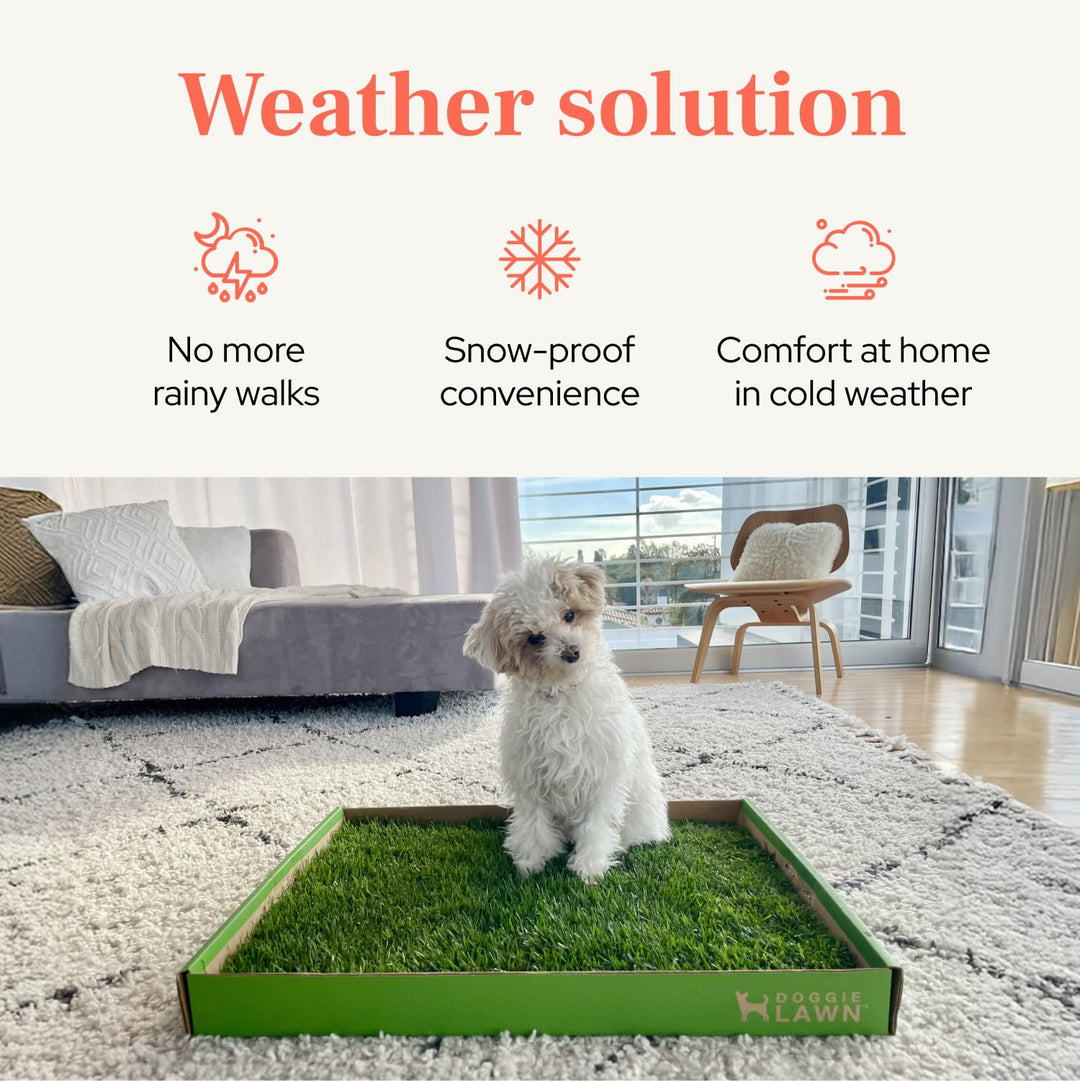 DoggieLawn Real Grass Puppy Pads, Indoor Potty for Apartments, Standard 24x16