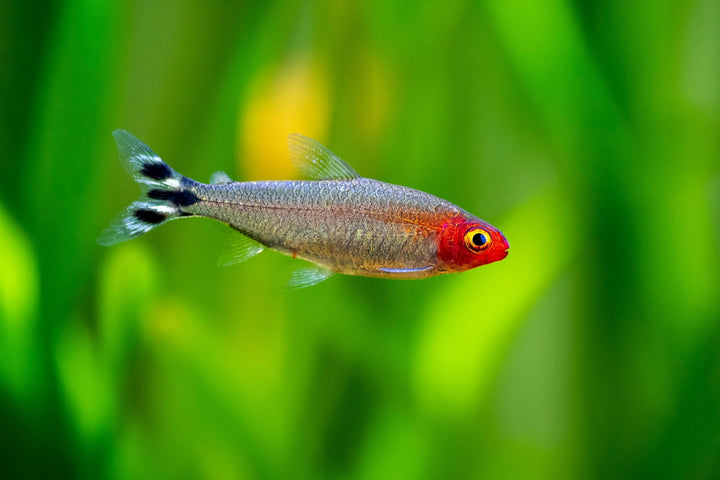 Swimming Creatures 5 PCS Assorted Tetra Mix, Freshwater Aquarium Fish Live Arrival Guarantee (3-4 Kinds Mix)
