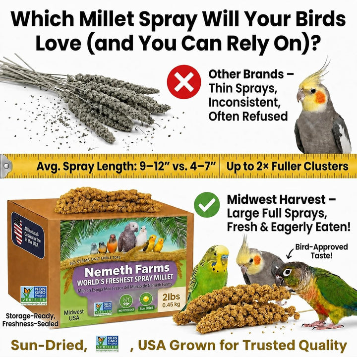 Nemeth Farms Spray Millet - Edible Tops Only, Non-GMO and Sun-Dried - 2 lbs for Cockatiels, Lovebirds and Budgies