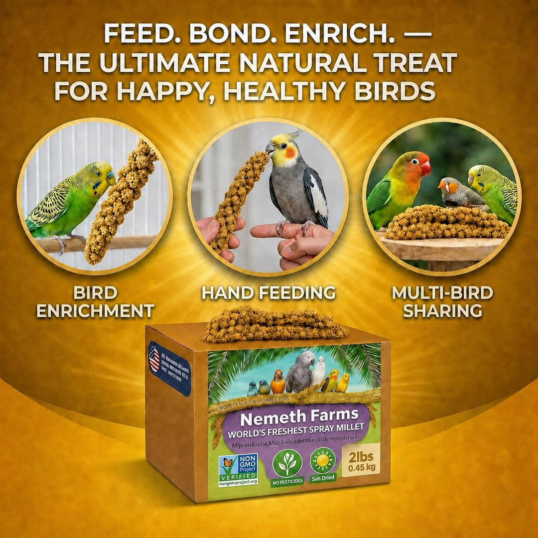 Nemeth Farms Spray Millet - Edible Tops Only, Non-GMO and Sun-Dried - 2 lbs for Cockatiels, Lovebirds and Budgies