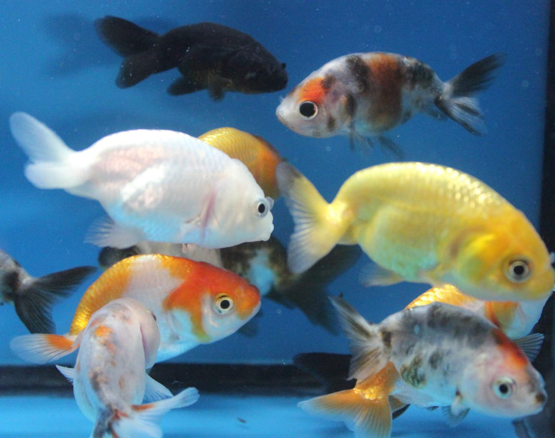 ranchu 5 Pack Live sm. Mixed Goldfish for Aquarium Fish Tank or Pond