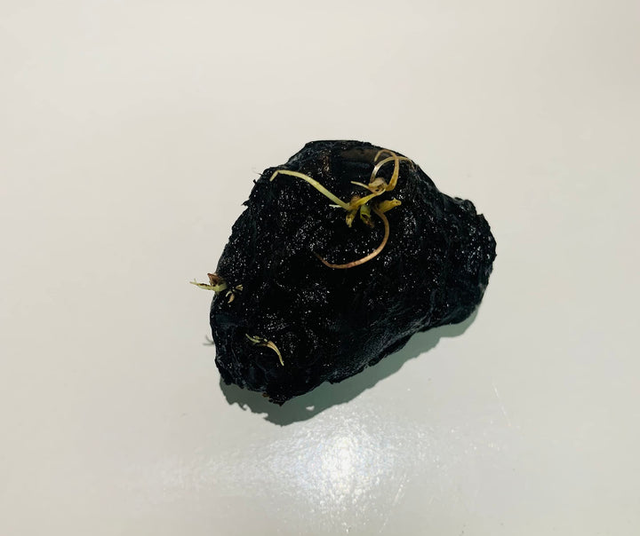Marcus Fish Tanks - Tiger Lotus Lily Nymphaea Lotus - Live Aquarium Plants - Freshwater Aquatic Plant Buy 2 Get 1