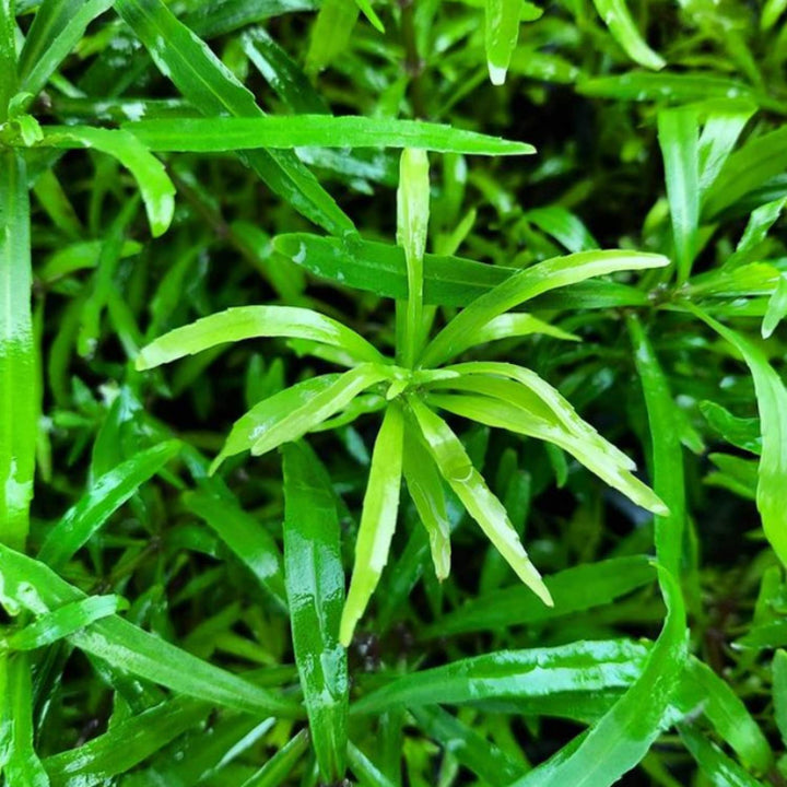 Mainam Pogostemon Octopus Potted Beginner Freshwater Live Aquarium Aquatic Plants Decorations for Fish Tank Aquascape