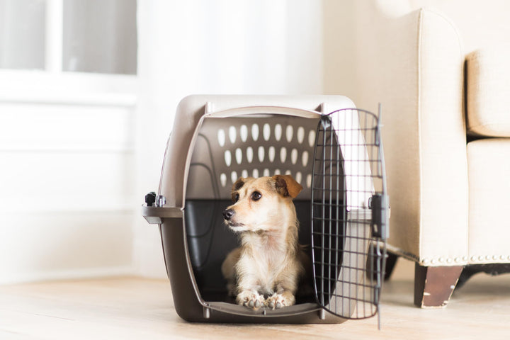 Petmate Dog Crate for Small Dogs and Cat Carrier, 24in, Pearl Tan