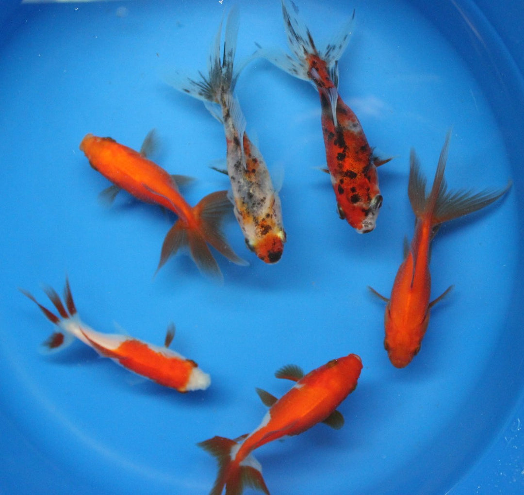 3-4 inch 6 Pack Mixed Live Calico, Red Fantail Goldfish for Aquarium Fish Tank or koi Pond
