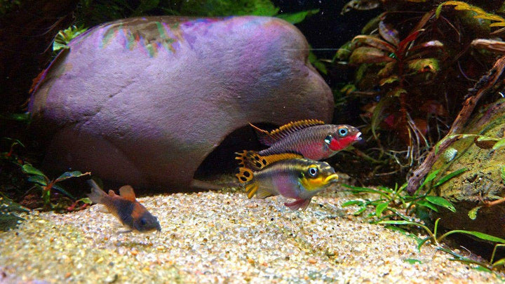 Plecoceramics Cichlid Stone Decoration - Aquarium cave for Cichlids, Betta, Small Fish - Fish Tank Hideway Decor - Betta Toys Hideout Stones House (Stone Small)