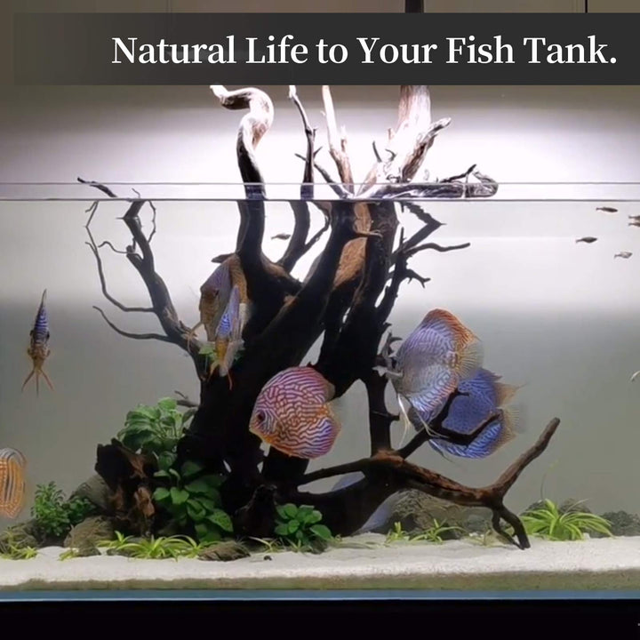 majoywoo Natural Driftwood for Aquarium Decor Fish Tank Decor Reptile Decor