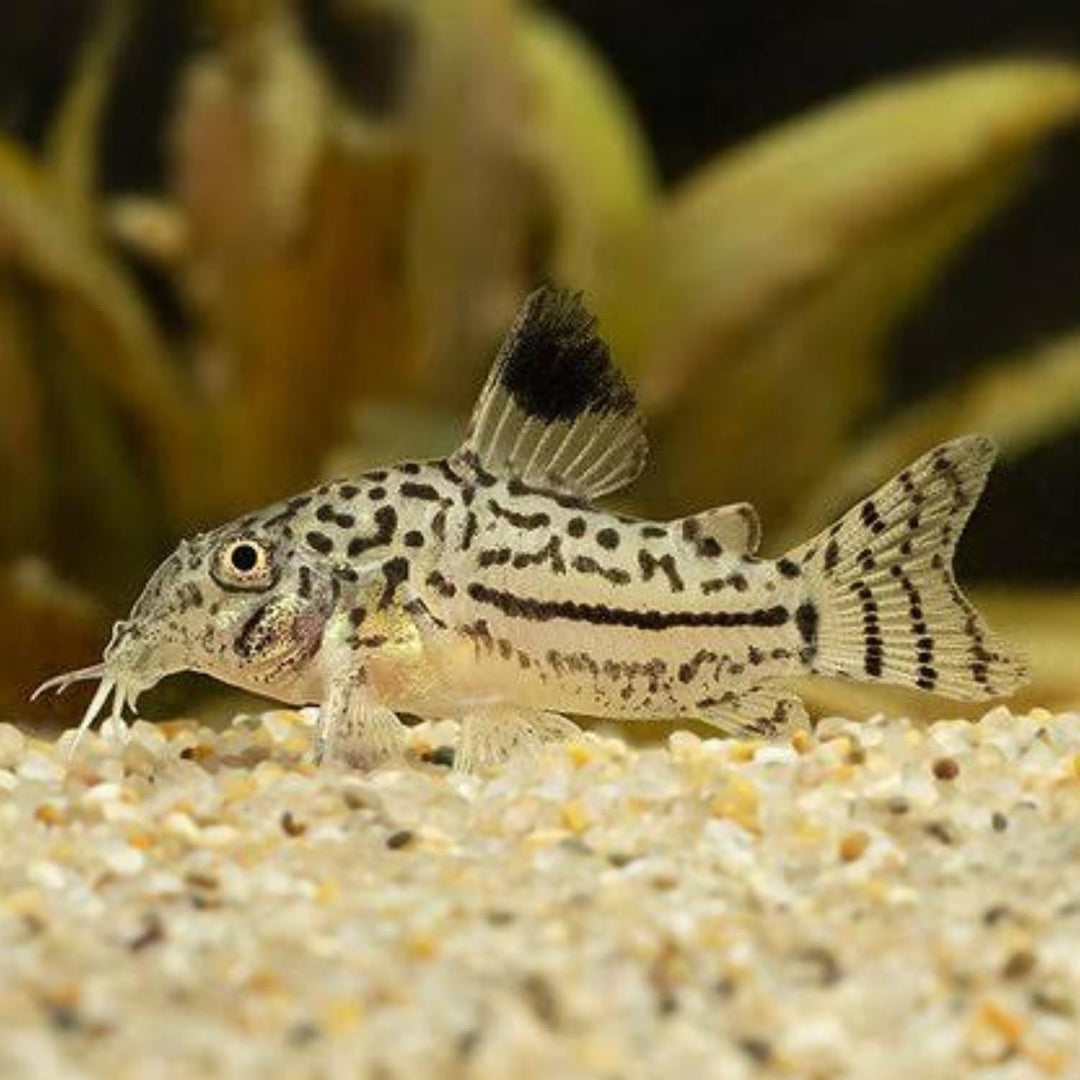 Swimming Creatures™ Live Corydoras Catfish – Peaceful Freshwater Bottom Dweller for Community &amp; Planted Aquariums (4, JULII CORYDORAS)