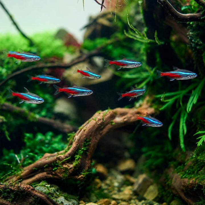 Swimming Creatures™ 15 Florida-Raised Neon Tetra (Paracheirodon innesi) Freshwater Aquarium Fish Live (Approx. Size 1.5-2 cm) (15)