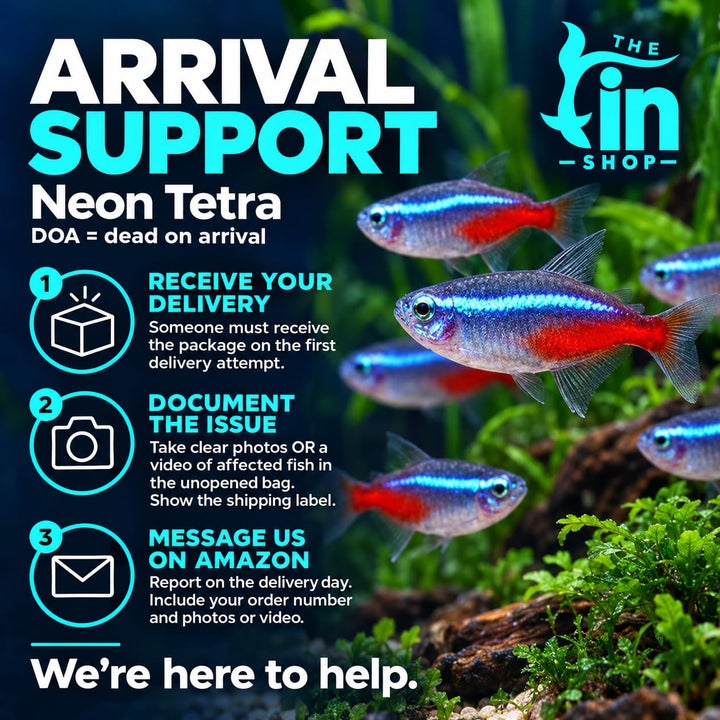 Neon Tetra Live Freshwater Aquarium Fish | Pack of 10 | + 4 Complimentary