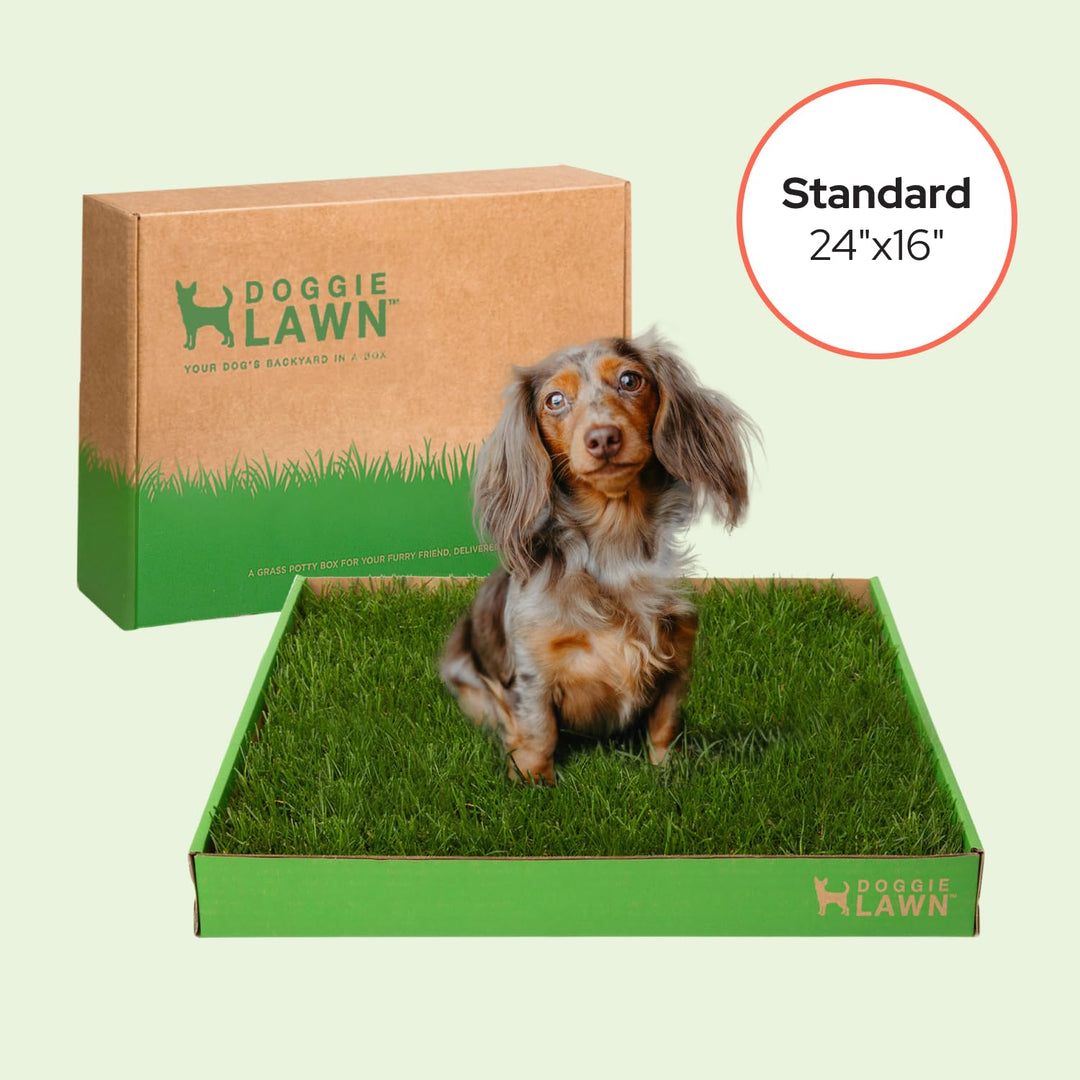 DoggieLawn Real Grass Puppy Pads, Indoor Potty for Apartments, Standard 24x16