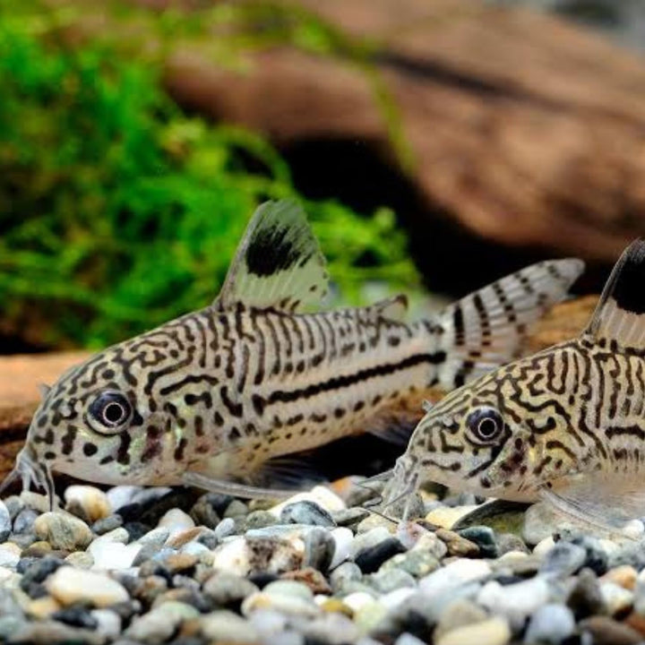 Swimming Creatures™ Live Corydoras Catfish – Peaceful Freshwater Bottom Dweller for Community &amp; Planted Aquariums (4, JULII CORYDORAS)
