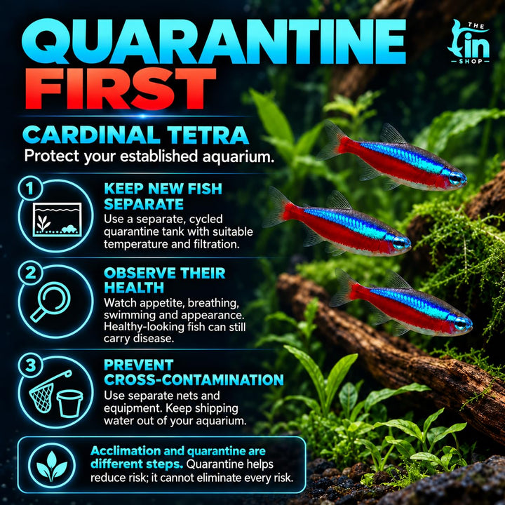 Cardinal Tetra Live Freshwater Aquarium Fish | Pack of 5 (+2 Complimentary)