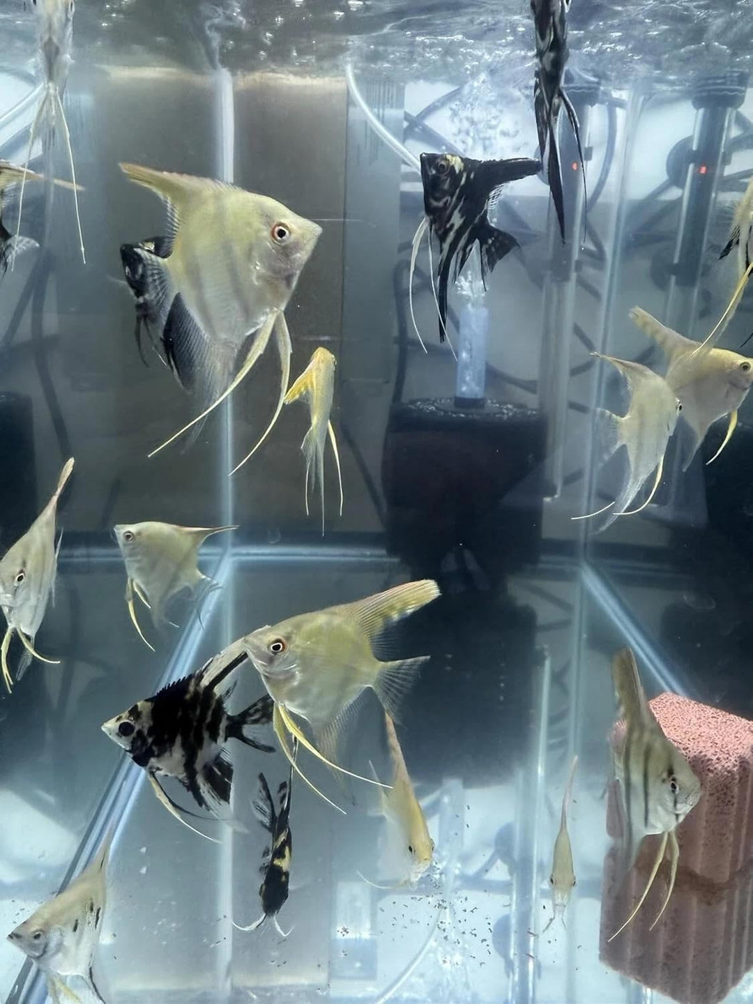 4-Pack Mixed Fancy Angelfish 1.5–2” Body – Live Freshwater Aquarium Fish – Colorful Freshwater Angels for Community Tanks.