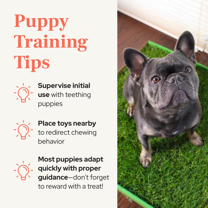 DoggieLawn Real Grass Puppy Pads, Indoor Potty for Apartments, Standard 24x16