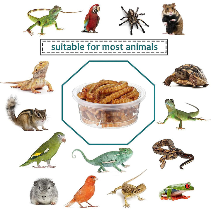 YOJOR 0.5oz Crested Gecko Food and Water Feeding Cups, Reptile Feeder Bowls, Plastic Replacement Food Dish for Lizard and Other Small Pet Ledge Accessories (100 pcs)