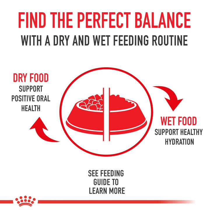ROYAL CANIN Golden Retriever Adult Wet Dog Food, 13.5 oz, 12-Pack